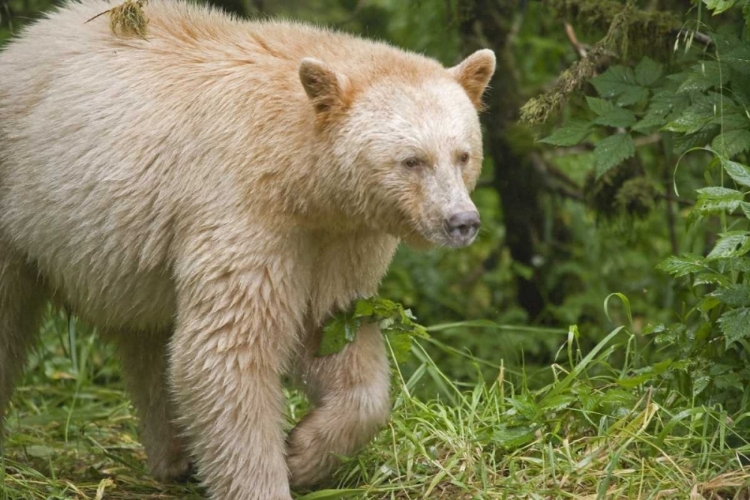 Picture of CANADA, BC, PRINCESS ROYAL ISLAND SPIRIT BEAR