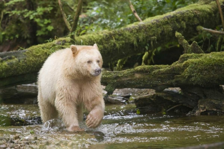 Picture of CANADA, BC, PRINCESS ROYAL ISLAND SPIRIT BEAR