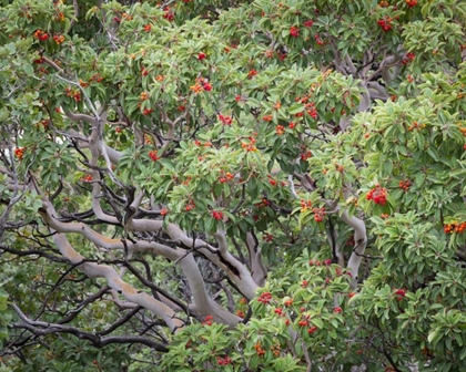 Picture of TX, GUADALUPE MTS NP TEXAS MADRONA WITH BERRIES