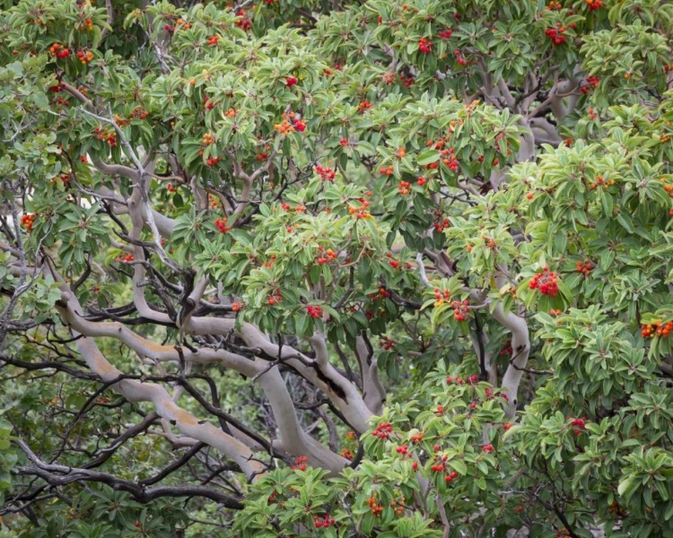 Picture of TX, GUADALUPE MTS NP TEXAS MADRONA WITH BERRIES