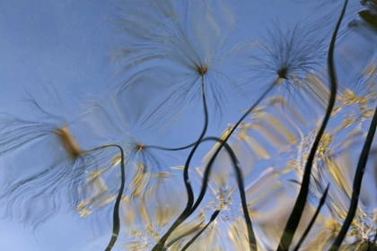 Picture of MEXICO, BAJA CALIFORNIA, TECATE POOL REFLECTION