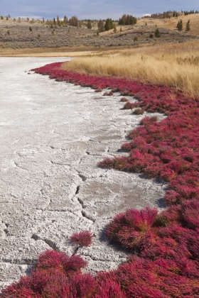 Picture of CANADA, BC, KAMLOOPS GRASS AND DRIED LAKE BED