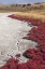 Picture of CANADA, BC, KAMLOOPS GRASS AND DRIED LAKE BED