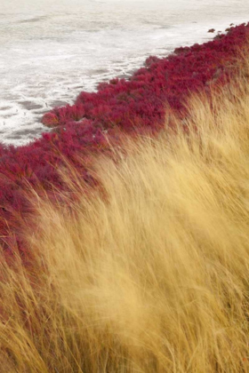 Picture of CANADA, BC, KAMLOOPS GRASS AND DRIED LAKE BED