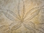 Picture of WA, NEAH BAY DESIGN ON TOP OF SAND DOLLAR SHELL