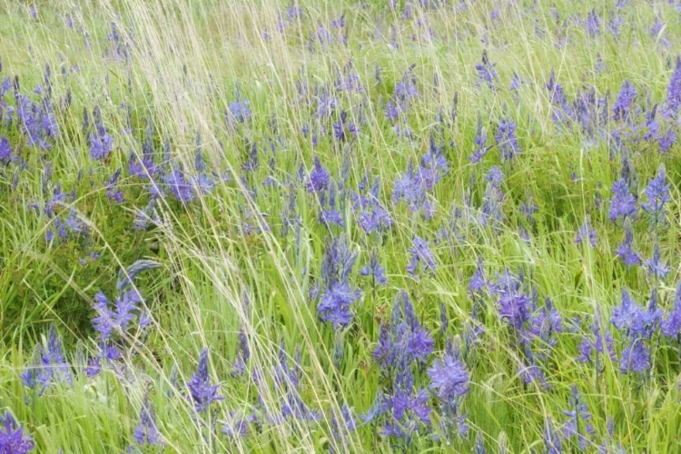 Picture of WA, SAN JUANS YELLOW ISLAND FLOWERS AMID GRASS