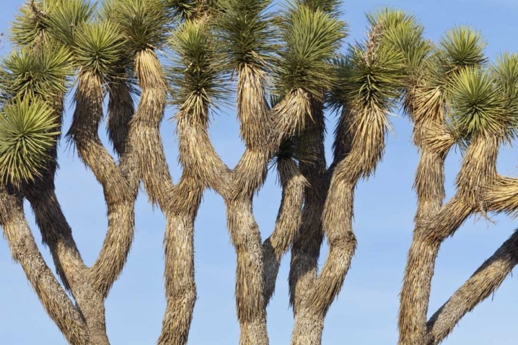 Picture of CA, JOSHUA TREE NP JOSHUA TREES AGAINST THE SKY