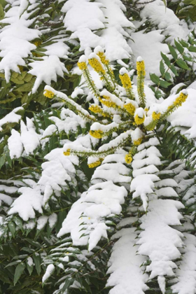 Picture of WA, SNOWY OREGON GRAPE SHRUB WITH YELLOW FLOWERS