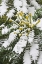 Picture of WA, SNOWY OREGON GRAPE SHRUB WITH YELLOW FLOWERS