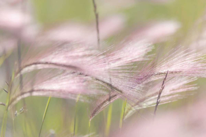 Picture of CANADA, ALBERTA, PETER LOUGHHEED PP GRASS SEEDS