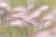 Picture of CANADA, ALBERTA, PETER LOUGHHEED PP GRASS SEEDS