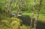 Picture of OR, NESTUCCA RIVER GROWTH BESIDE FLOWING STREAM
