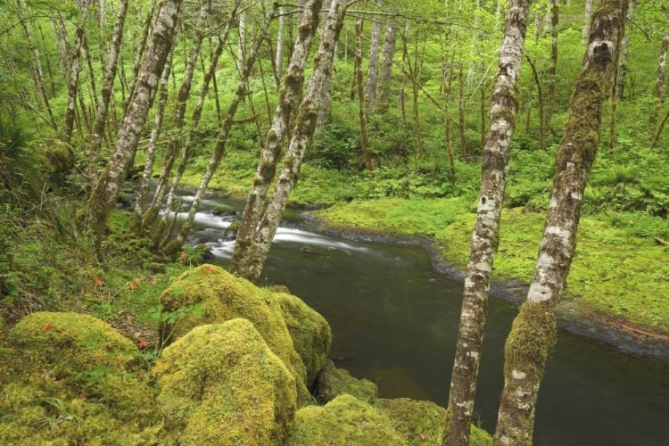 Picture of OR, NESTUCCA RIVER GROWTH BESIDE FLOWING STREAM