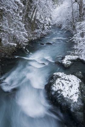 Picture of USA, WA, OLYMPIC NP HAMMA HAMMA RIVER IN WINTER