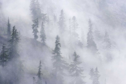 Picture of WA, MOUNT BAKER DENSE FOG BLANKETS MOUNTAINSIDE