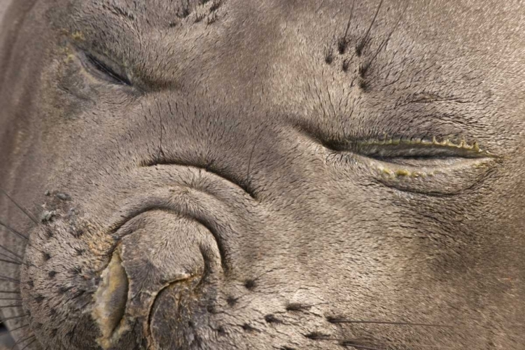 Picture of UK TERRITORY, SOUTH GEORGIA ISLANDELEPHANT SEAL