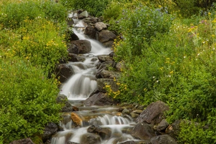 Picture of COLORADO, SAN JUAN MTS FLOWERS NEXT TO STREAM