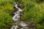 Picture of COLORADO, SAN JUAN MTS FLOWERS NEXT TO STREAM