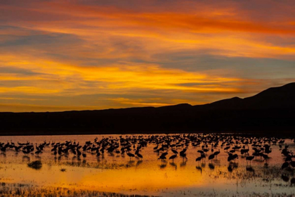 Picture of NEW MEXICO SANDHILL CRANES IN WATER AT SUNSET