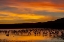 Picture of NEW MEXICO SANDHILL CRANES IN WATER AT SUNSET