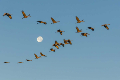 Picture of NEW MEXICO SANDHILL CRANES FLY PAST FULL MOON