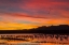 Picture of NEW MEXICO SANDHILL CRANES IN WATER AT SUNSET
