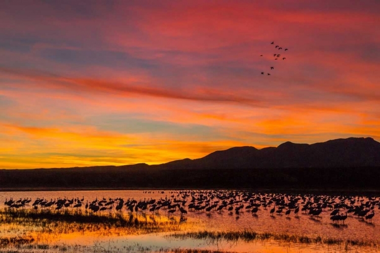 Picture of NEW MEXICO SANDHILL CRANES IN WATER AT SUNSET