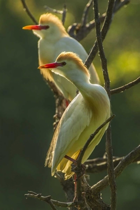 Picture of FLORIDA TWO CATTLE EGRETS IN BREEDING PLUMAGE