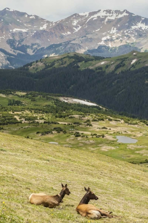 Picture of CO, ROCKY MTS ELK COWS AND MOUNTAIN LANDSCAPE