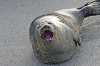 Picture of CA, SAN DIEGO CO HARBOR SEAL YAWNING ON BEACH