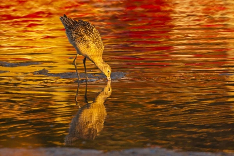 Picture of CA, SAN LUIS OBISPO CO MARBLED GODWIT FEEDING