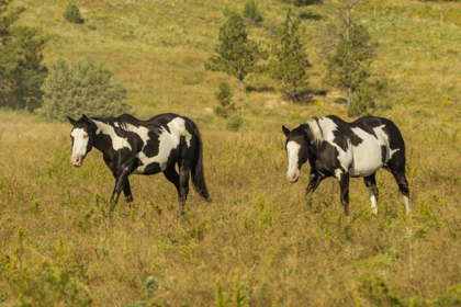 Picture of SD, WILD HORSE SANCTUARY WILD HORSES IN FIELD