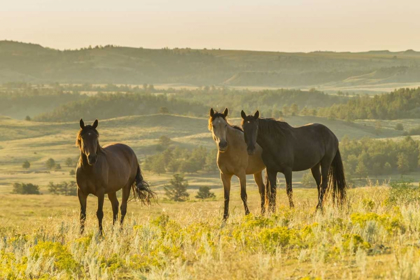 Picture of SD, WILD HORSE SANCTUARY WILD HORSES IN FIELD