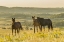 Picture of SD, WILD HORSE SANCTUARY WILD HORSES IN FIELD