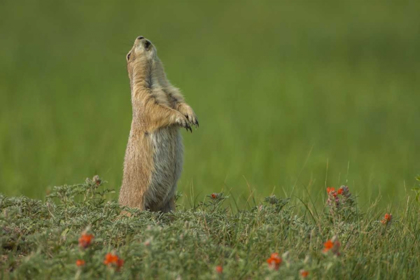 Picture of SD, CUSTER SP BLACK-TAILED PRAIRIE DOG CALLING
