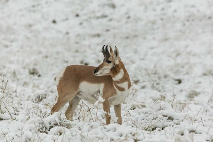 Picture of SD, CUSTER SP PRONGHORN IN SNOW-COVERED FIELD