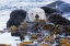 Picture of CA, SAN LUIS OBISPO, SEA OTTER WRAPPED IN KELP