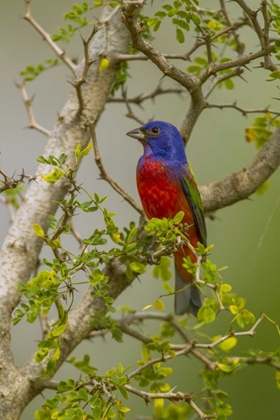 Picture of TX, HIDALGO CO PAINTED BUNTING IN THORNY TREE