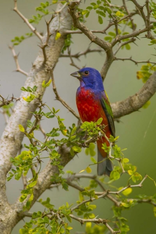 Picture of TX, HIDALGO CO PAINTED BUNTING IN THORNY TREE