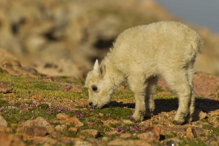 Picture of CO, MT EVANS MOUNTAIN GOAT FEEDING ON FLOWERS