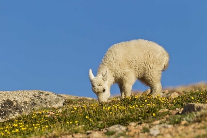 Picture of CO, MT EVANS MOUNTAIN GOAT FEEDING ON FLOWERS