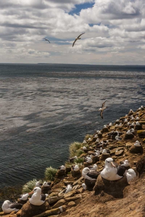 Picture of SAUNDERS ISLAND BLACK-BROWED ALBATROSS COLONY