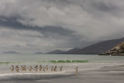 Picture of SAUNDERS ISLAND GENTOO PENGUINS COMING ASHORE