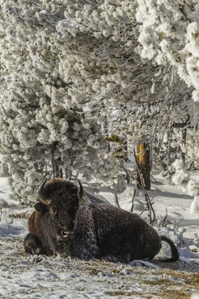 Picture of WY, YELLOWSTONE BISON RESTING ON SNOWY GROUND
