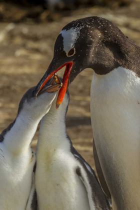 Picture of SEA LION ISLAND GENTOO PENGUIN FEEDING CHICKS