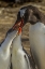 Picture of SEA LION ISLAND GENTOO PENGUIN FEEDING CHICKS