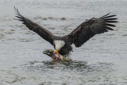 Picture of AK, CHILKAT BALD EAGLE TAKES FLIGHT WITH FISH