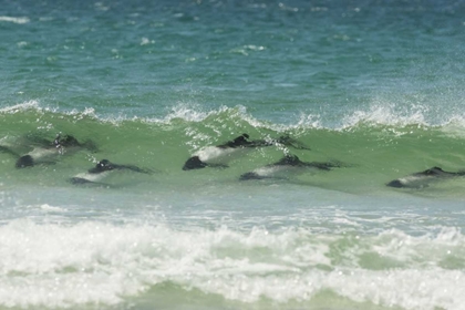 Picture of SAUNDERS ISLAND COMMERSONS DOLPHINS SWIMMING