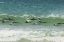 Picture of SAUNDERS ISLAND COMMERSONS DOLPHINS SWIMMING