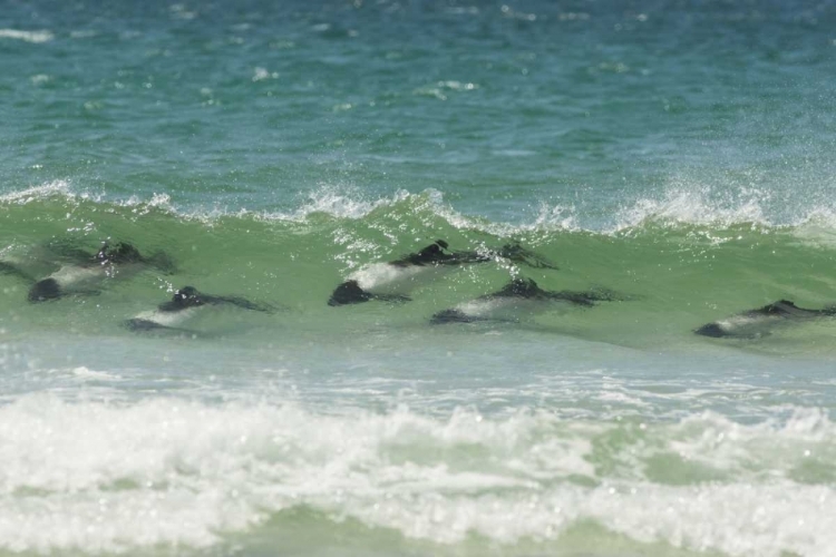 Picture of SAUNDERS ISLAND COMMERSONS DOLPHINS SWIMMING